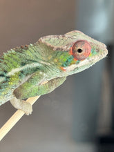 Load image into Gallery viewer, AMBILOBE Panther Chameleon: Magnus x Skittles (R3)
