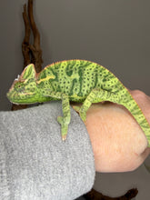 Load image into Gallery viewer, Calm Juvenile Female Veiled Chameleon – Captive Bred &amp; Healthy | S1

