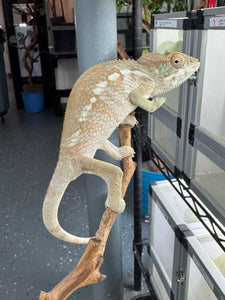 AMBILOBE FEMALE Panther Chameleon: 🚺 (E33)