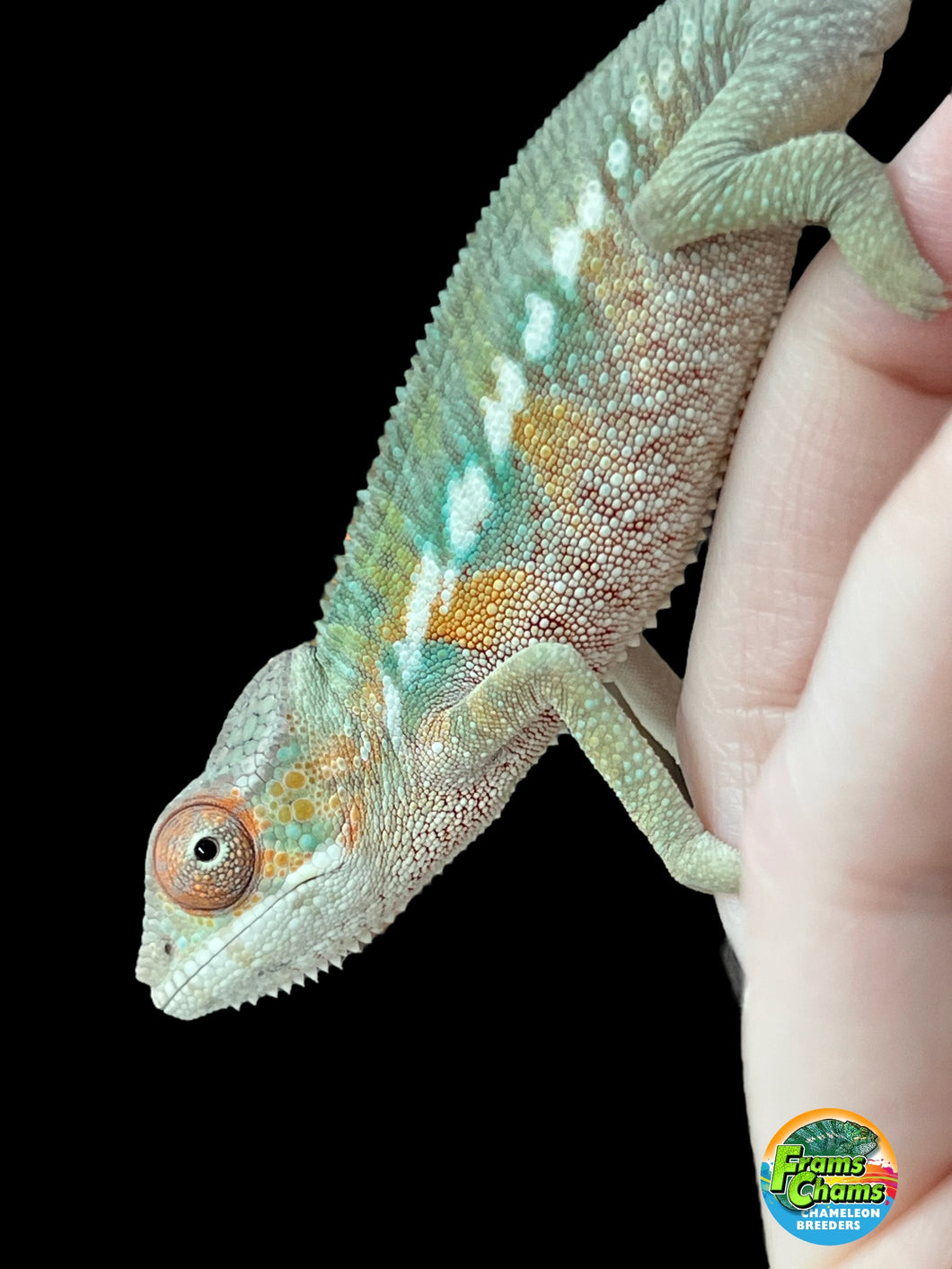 Juvenile Panther Chameleon