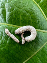 Load image into Gallery viewer, Silkworms on a leaf in three sizes- Medium, Small and Extra small.
