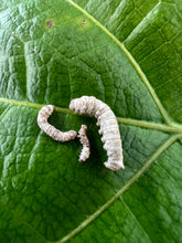 Load image into Gallery viewer, Silkworms on a leaf in three sizes- Medium, Small and Extra small.

