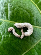 Load image into Gallery viewer, Silkworms on a leaf in three sizes- Medium, Small and Extra small.
