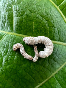 Silkworms on a leaf in three sizes- Medium, Small and Extra small.