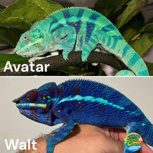 Load image into Gallery viewer, Avatar and Walt, the sire and dam of this captive-bred Ambanja Panther Chameleon at FramsChams.

