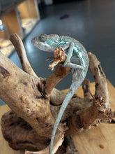 Load image into Gallery viewer, AMBILOBE Panther Chameleon: Frank x Sandy (E11)
