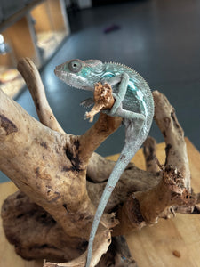 AMBILOBE Panther Chameleon: Frank x Sandy (E11)