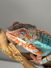 Load image into Gallery viewer, AMBILOBE Panther Chameleon: (K1)
