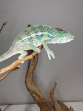 Load image into Gallery viewer, AMBILOBE Panther Chameleon: (E7)
