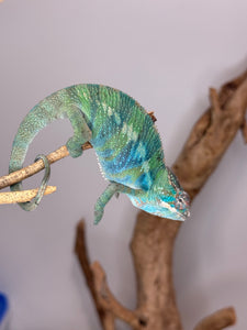 AMBILOBE Panther Chameleon: (E22)
