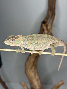 Ambilobe Male Panther Chameleon: Flash x Opal (E12)