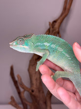 Load image into Gallery viewer, AMBILOBE Panther Chameleon: (E9)
