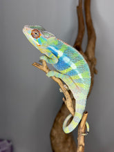 Load image into Gallery viewer, Ambilobe Panther Chameleon Male – Flash Jr x Aslan (Neon Colors, Calm) | E27
