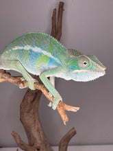 Load image into Gallery viewer, AMBILOBE Panther Chameleon: (E7)
