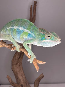 AMBILOBE Panther Chameleon: (E7)