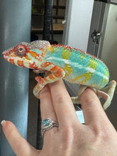 Load image into Gallery viewer, AMBILOBE Panther Chameleon: (C1)
