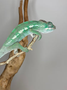 AMBILOBE Panther Chameleon: (E3)