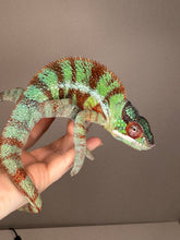 Load image into Gallery viewer, AMBANJA Panther Chameleon: (J8)
