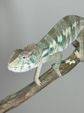 Load image into Gallery viewer, AMBILOBE Panther Chameleon: (E12)
