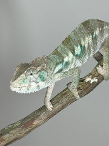 AMBILOBE Panther Chameleon: (E12)