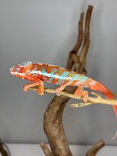 Load image into Gallery viewer, AMILOBE Panther Chameleon: (J7)
