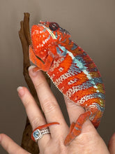 Load image into Gallery viewer, AMBILOBE Panther Chameleon: (E16)
