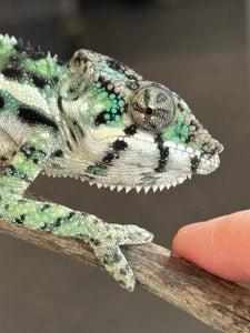 SAMBAVA Panther Chameleon: (E11)