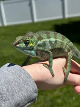 Load image into Gallery viewer, AMBANJA Panther Chameleon: (C4)
