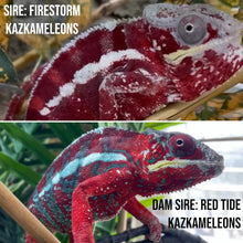 Load image into Gallery viewer, AMILOBE Panther Chameleon: (E32)
