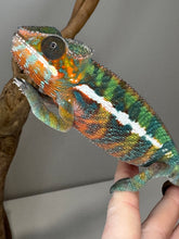 Load image into Gallery viewer, AMILOBE Panther Chameleon: (E16)
