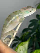 Load image into Gallery viewer, AMBILOBE male panther chameleon: Flash x Opal (R1)
