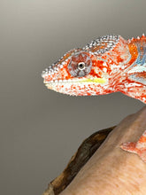 Load image into Gallery viewer, AMBILOBE Male Panther Chameleon: (J3)
