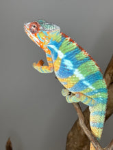 Load image into Gallery viewer, AMBILOBE Panther Chameleon: (J1)
