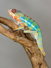 Load image into Gallery viewer, AMBILOBE Panther Chameleon: (J1)
