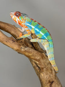 AMBILOBE Panther Chameleon: (J1)