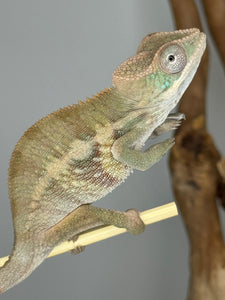 AMBILOBE Panther Chameleon male: (E1)