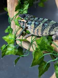 AMBILOBE Male Panther Chameleon: (E34)