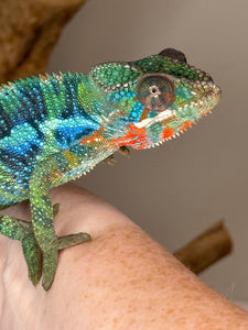 Stunning Ambilobe panther chameleon