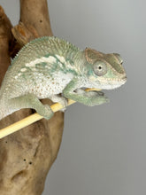 Load image into Gallery viewer, AMBILOBE Panther Chameleon male: (E25)
