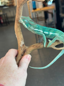 SURPRISE! Panther Chameleon: (E24)