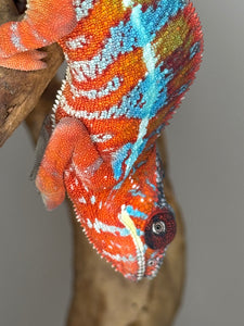 AMBILOBE Panther Chameleon: (E16)