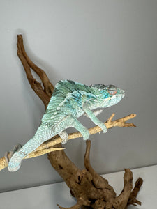 AMBILOBE Panther Chameleon: (E36)