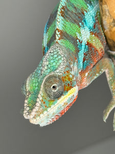 AMBILOBE Panther Chameleon male: (E7)