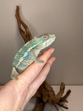 Load image into Gallery viewer, AMBILOBE Panther Chameleon: (E36)
