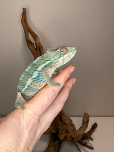 AMBILOBE Panther Chameleon: (E36)