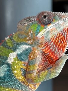 AMBILOBE Panther Chameleon: (E22)