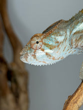 Load image into Gallery viewer, Female Nosy Be Panther Chameleon | (E8)
