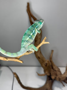 SAMBAVA Panther Chameleon: (E19)