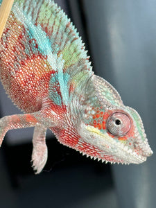 AMBILOBE Panther Chameleon male: (E7)