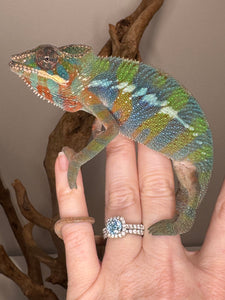 AMBILOBE Panther Chameleon: (E23)
